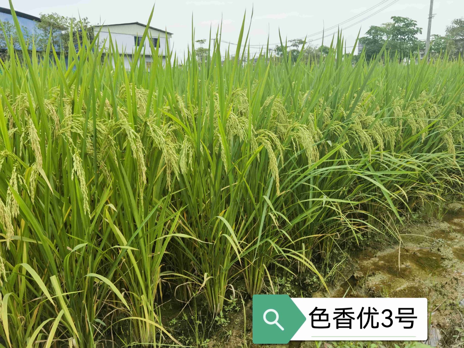 色香優(yōu)3號